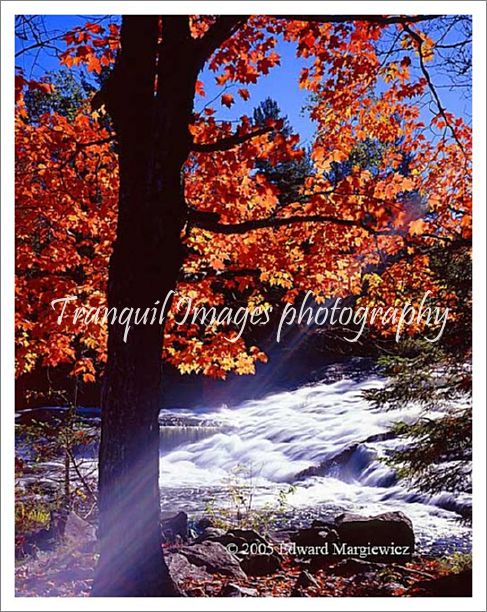 450227---Sun-lit tree near Bond Falls